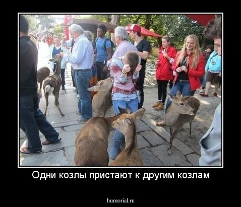 Одни козлы пристают к другим козлам
