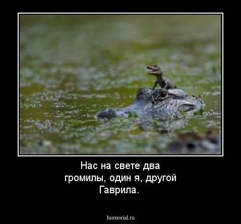 Нас на свете два громилы, один я, другой Гаврила.