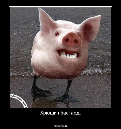 Хрюшин бастард.