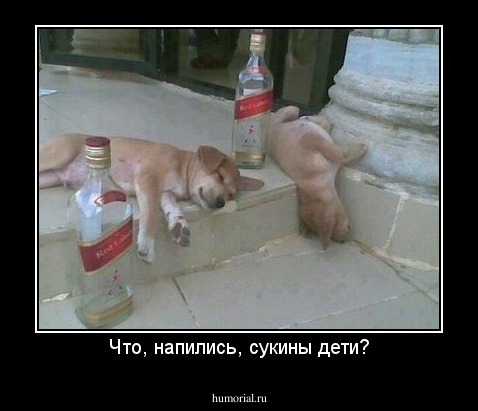 Что, напились, сукины дети?