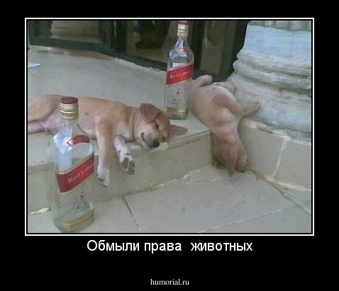 Обмыли права  животных