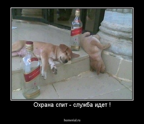 Охрана спит - служба идет !