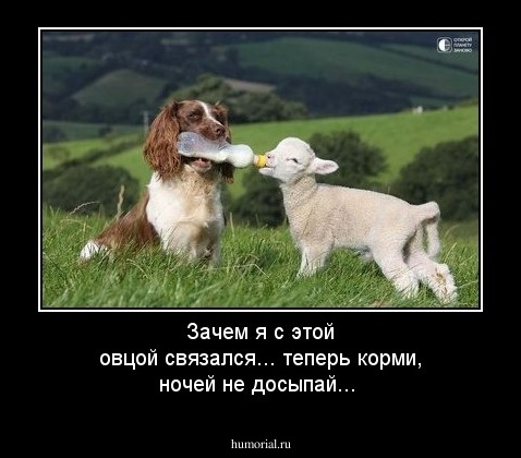Зачем я с этой овцой связался... теперь корми, ночей не досыпай...