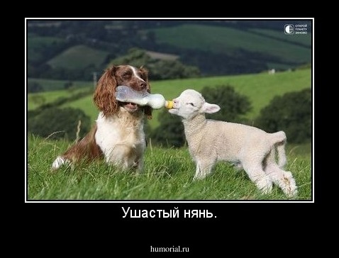 Ушастый нянь.