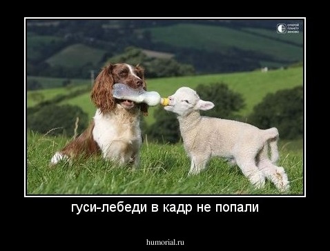 гуси-лебеди в кадр не попали