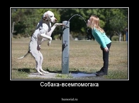 Собака-всемпомогака