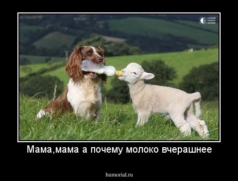 Мама,мама а почему молоко вчерашнее