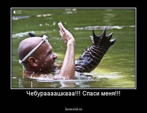 Чебураааашкааа!!! Спаси меня!!!