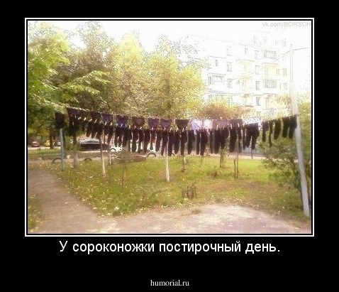 У сороконожки постирочный день.