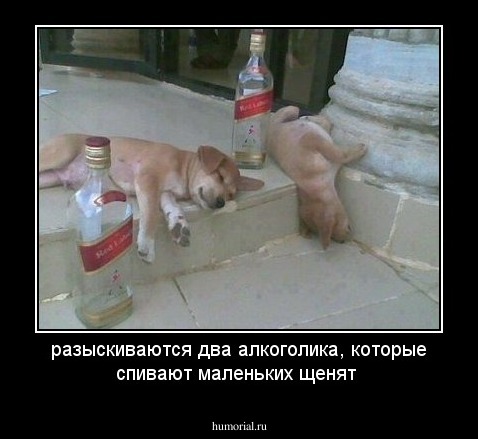 разыскиваются два алкоголика, которые спивают маленьких щенят
