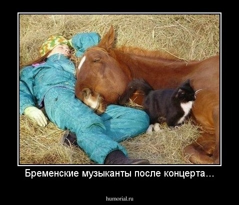 Бременские музыканты после концерта...