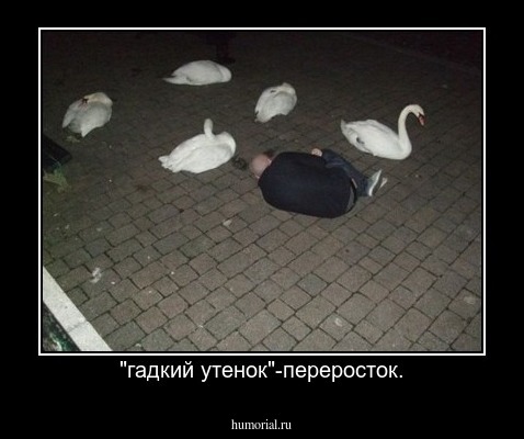"гадкий утенок"-переросток.
