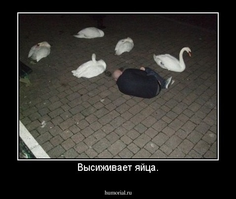 Высиживает яйца.