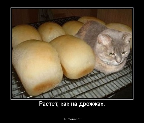 Растёт, как на дрожжах.