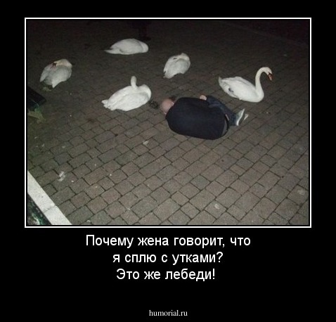 Почему жена говорит, что я сплю с утками? Это же лебеди!