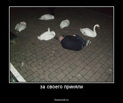 за своего приняли