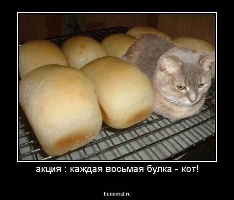 акция : каждая восьмая булка - кот!