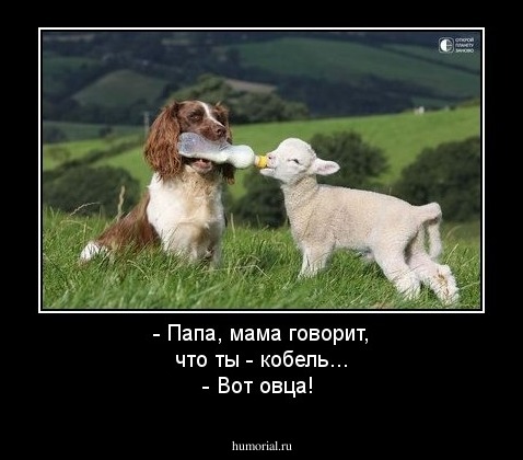 - Папа, мама говорит, что ты - кобель...
- Вот овца!