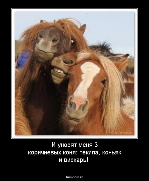 И уносят меня 3 коричневых коня: текила, коньяк и вискарь!
