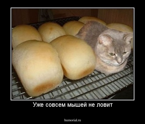 Уже совсем мышей не ловит