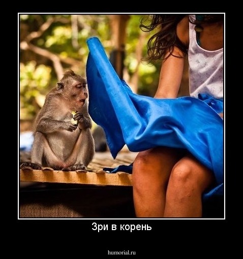 Зри в корень
