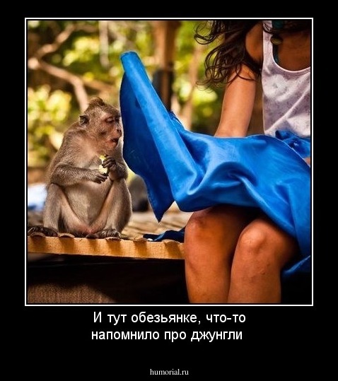 И тут обезьянке, что-то напомнило про джунгли