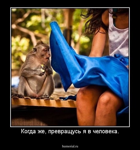 Когда же, превращусь я в человека.