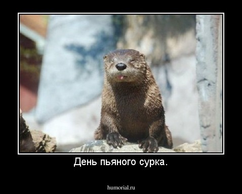 День пьяного сурка.