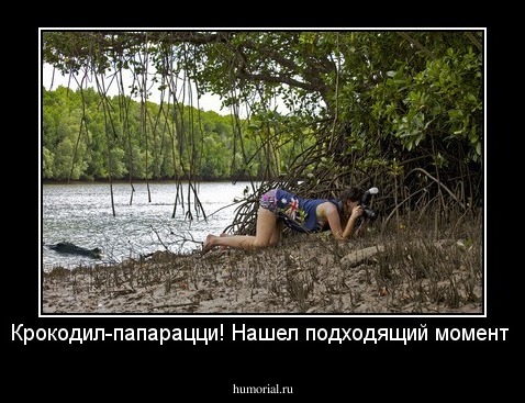 Крокодил-папарацци! Нашел подходящий момент