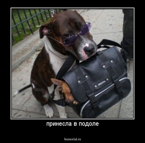 принесла в подоле