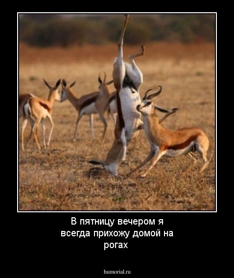 В пятницу вечером я всегда прихожу домой на рогах