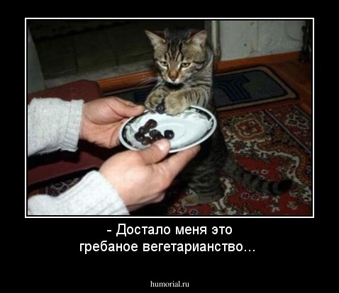 - Достало меня это гребаное вегетарианство...