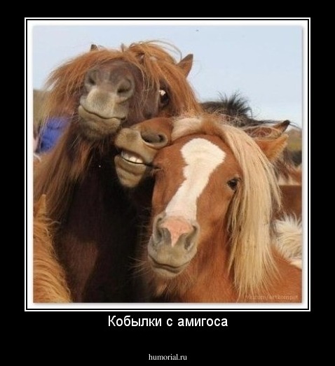 Кобылки с амигоса