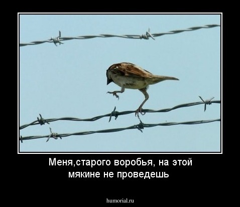 Меня,старого воробья, на этой мякине не проведешь