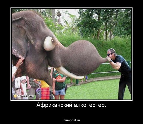 Африканский алкотестер.