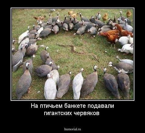 На птичьем банкете подавали гигантских червяков