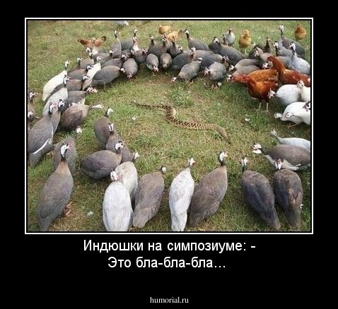 Индюшки на симпозиуме: - Это  бла-бла-бла...