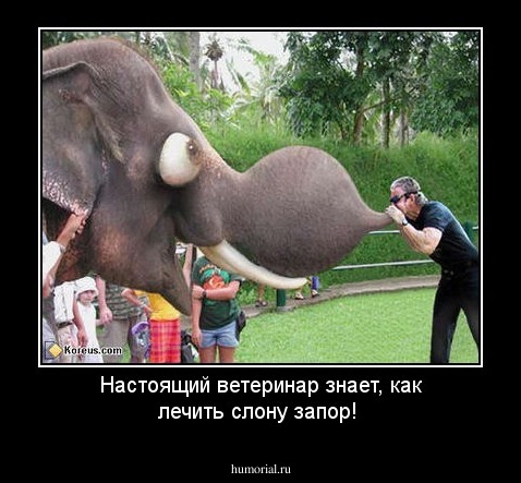 Настоящий ветеринар знает, как лечить слону запор!