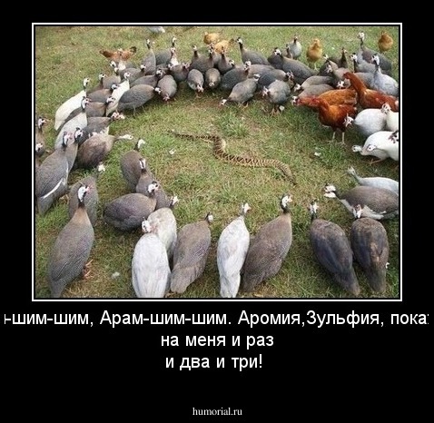 Арам-шим-шим, Арам-шим-шим. Аромия,Зульфия, покажи-ка на меня и раз и два и три!