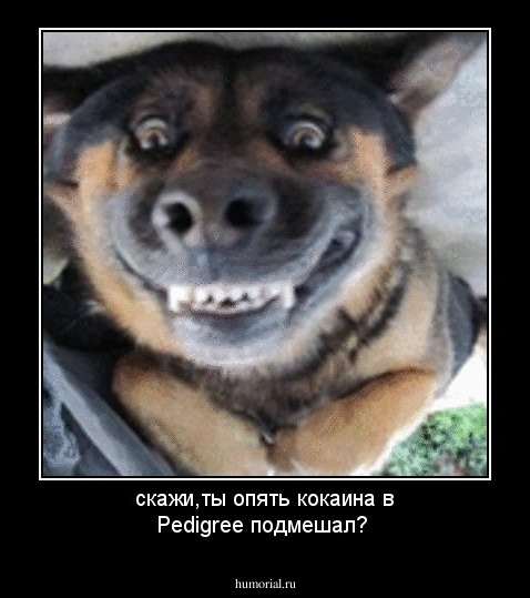 скажи,ты опять кокаина в Pedigree подмешал?