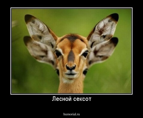 Лесной сексот