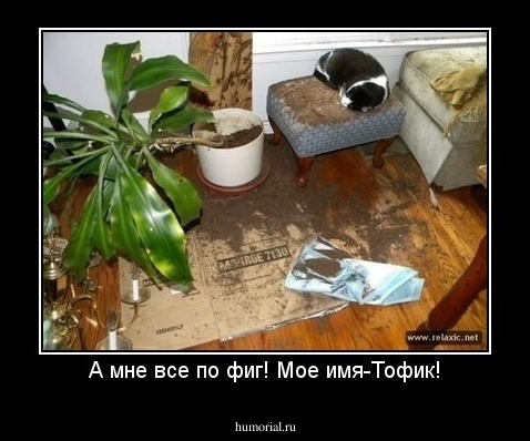 А мне все по фиг! Мое имя-Тофик!