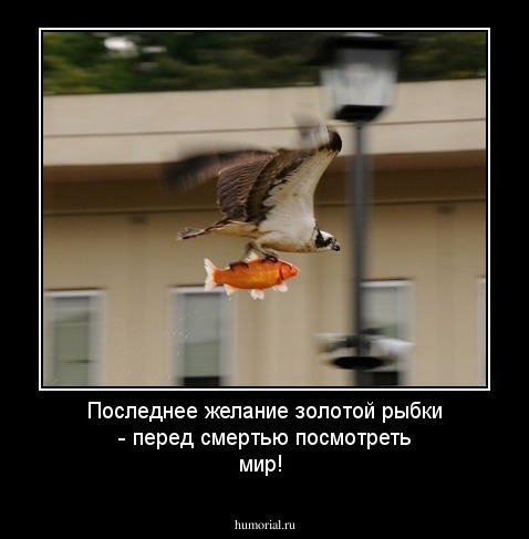 Последнее желание золотой рыбки - перед смертью посмотреть мир!