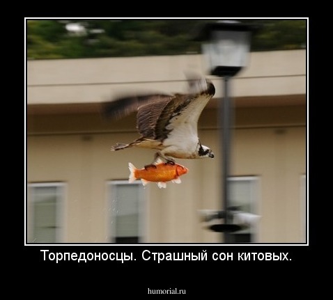 Торпедоносцы. Страшный сон китовых.