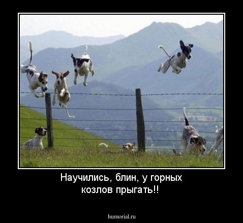 Научились, блин, у горных козлов прыгать!!