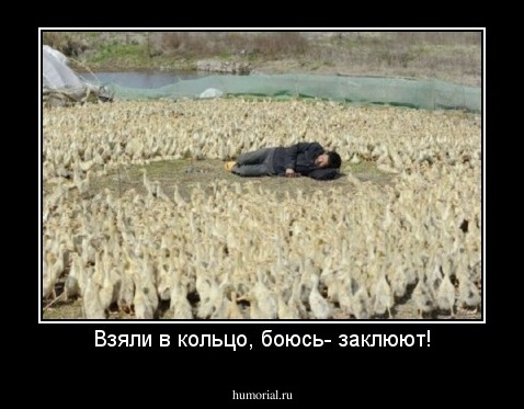 Взяли в кольцо, боюсь- заклюют!
