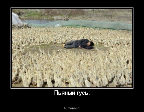 Пьяный гусь.