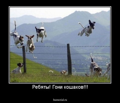 Ребяты! Гони кошаков!!!