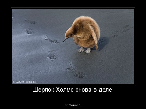 Шерлок Холмс снова в деле.
