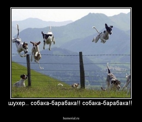 шухер.. собака-барабака!! собака-барабака!!